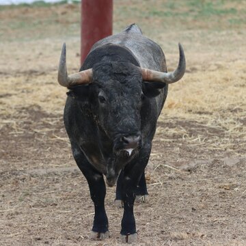 bull spanish with big horns in the corrals