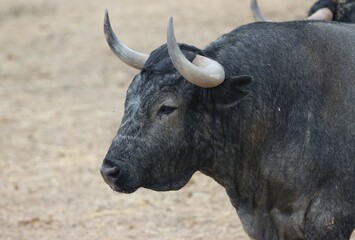 Obraz premium bull spanish with big horns in the corrals