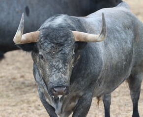 bull spanish with big horns in the corrals