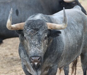 bull spanish with big horns in the corrals