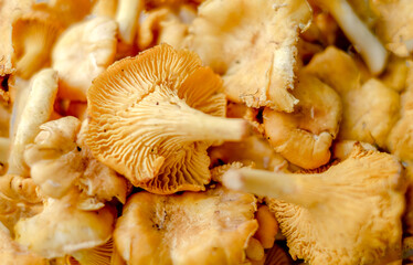 Close-up texture of mushrooms of the chanterelle family. Beautiful bright background for your projects