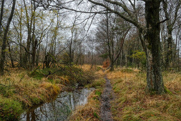 Fototapeta premium Waldweg und Bach im Hohen Venn in Belgien