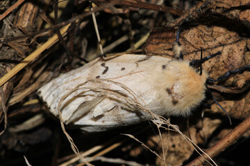 cossus cossus moth insect macro photo