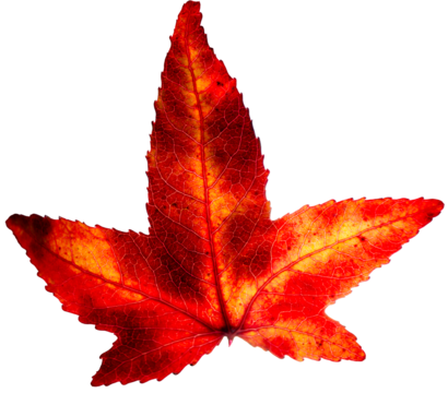 Backlit, isolated sweet gum or liquidambar leaf in autumn, close up