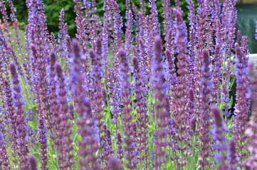 Lavendel im Sommer 