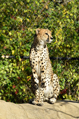 A cheetah sitting regally atop a rock, scans its enclosure in a zoo.