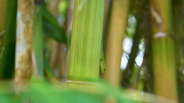 Closeup shot of a gold dust day gecko on green bamboo - Phelsuma laticauda