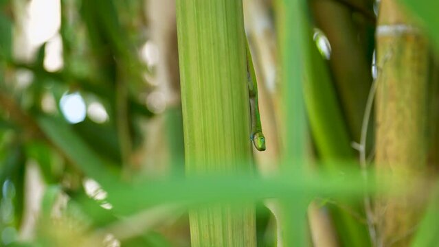 Closeup shot of a gold dust day gecko on green bamboo - Phelsuma laticauda