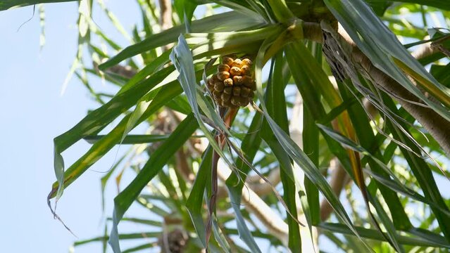 Shot of a thatch screwpine tree on a sunny day in Hawaii - Pandanus tectorius