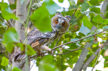  Long-eared Owl (Asio otus) is a hunter bird that lives in forest areas close to settlements.