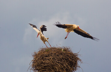 White Stork (Ciconia ciconia) emerges and emerges from Africa to Aysya and Europe in Spring. In autumn he returns to Africa.
