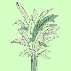 Obraz premium ONE LINE, THREE COLORS OF BANANA TREES FOR A TROPICAL THEME DESIGN