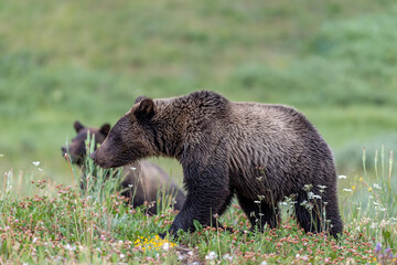Obraz na płótnie Canvas Brown bear in a meadow