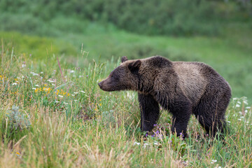 Obraz na płótnie Canvas Grizzly bear in a meadow