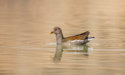 Common Moorhen (Gallinula chloropus) lives and breeds in the mountains, streams and lakes. This bird is fimale.