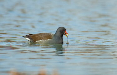 Common Moorhen (Gallinula chloropus) lives and breeds in the mountains, streams and lakes. This bird is fimale.