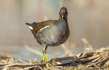 Common Moorhen (Gallinula chloropus) lives and breeds in the mountains, streams and lakes. This bird is fimale.