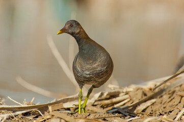 Common Moorhen (Gallinula chloropus) lives and breeds in the mountains, streams and lakes. This bird is fimale.