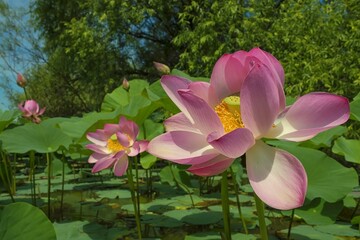 Lotuses ( Nelumbo komarovii ) blossom on the pond. Khabarovsk Krai, far East, Russia.