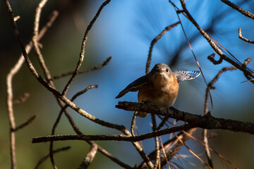 Eastern Bluebird on Tree Branch
