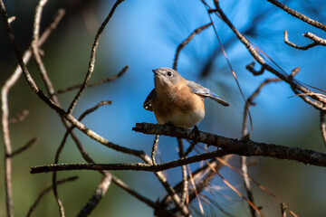 Eastern Bluebird on Tree Branch