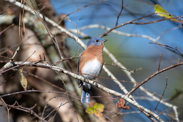 Eastern Bluebird on Tree Branch