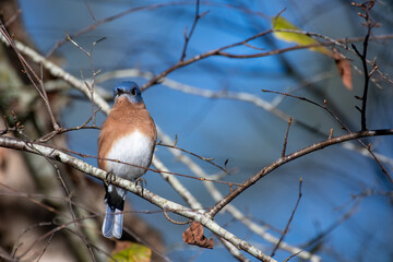 Eastern Bluebird on Tree Branch