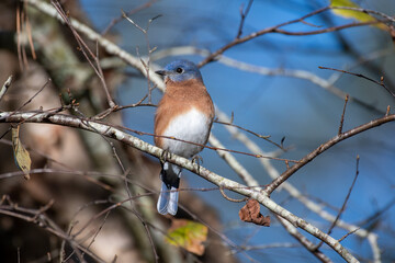 Eastern Bluebird on Tree Branch