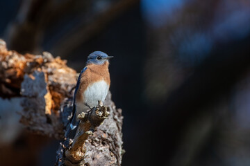 Eastern Bluebird on Tree Branch