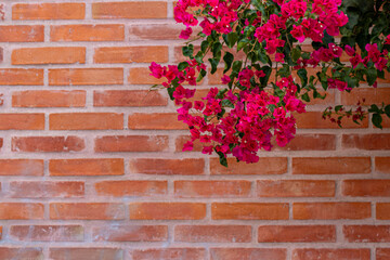 pink flowers on a wall