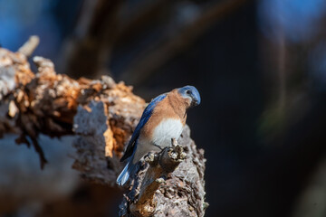 Eastern Bluebird on Tree Branch