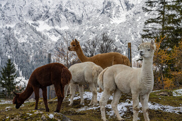Group of alpacas at a high altitude in the mountains, with snow-covered peaks and clouds in the...
