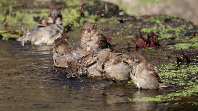 Mirlos lav&aacute;ndose en un r&iacute;o en Galicia
