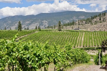 Fototapeta na wymiar Okanagan vineyard and hills