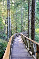 Fototapeta premium wooden bridge in the forest