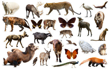 Obraz premium Set of various asian isolated wild animals including birds, mammals, reptiles and insects