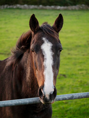 Portrait of elegant brown horse in pasture with green grass. Equestrian background.