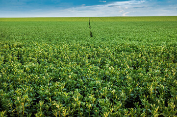 Vicia faba, a field of the legume family, focus on the front of field the flowering plant