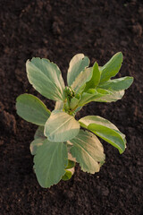 close-up from above fava beans fava plant in field soil