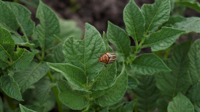 The striped Colorado potato beetle parasitizes the green leaves of potatoes. Parasites destroy crops in the field.Home plantation, Potato industry, agriculture