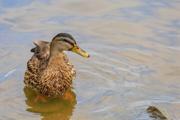 Duck in a pond or river. Selective focus with blurred background and copy space