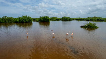 Cluster Of Pink Flamingos In Rio Lagartos With More Birds Landing In The Water To Join Them. In Celestun, Mexico.