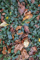 dry leaves on the ground