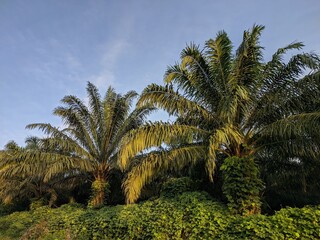 Fototapeta na wymiar oil palm tree in the morning