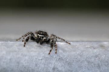 little jumping spider macro photo