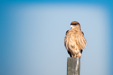 Aves de Chile