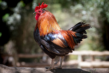 Gallo 