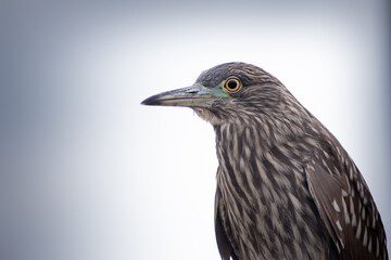 Aves de Chile