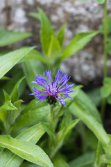 Cornflower, wildflower close-up
