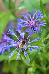 Bee on cornflower wildflower, close-up

